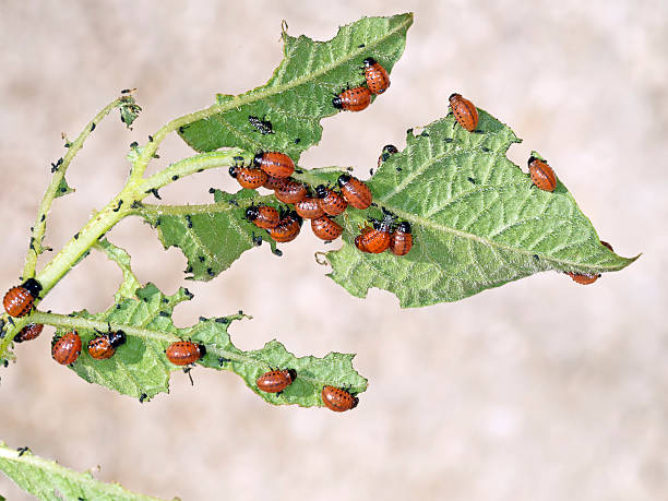 istock Colorado beetle young feeding on potato plant. Leptinotarsa decemlineata. 482060032