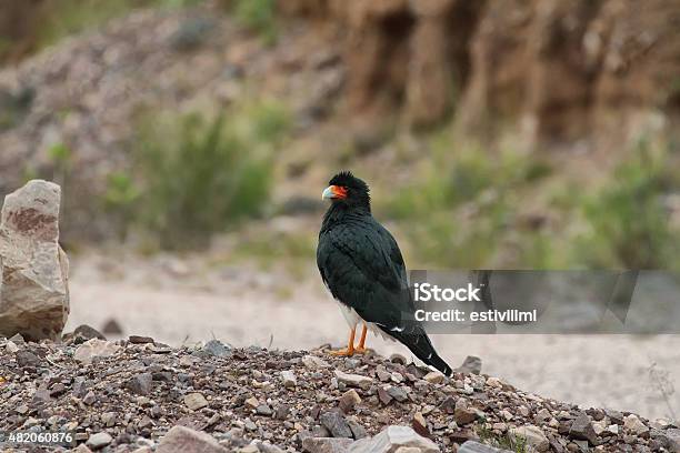 Northerncrested Mountain Caracara Stock Photo - Download Image Now
