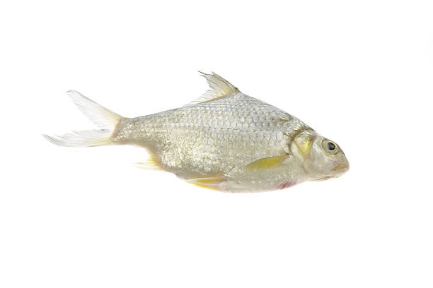 Thai silver carp fish. Thai silver carp,traditional fish in Thailand,isolated on white background. nub stock pictures, royalty-free photos & images