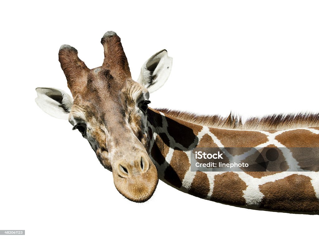 Ritratto di giraffa - Foto stock royalty-free di Giraffa - Ungulato