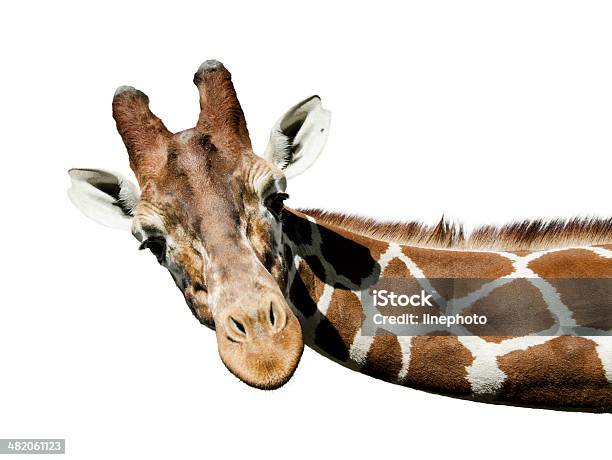 Foto de Girafa Retrato e mais fotos de stock de Girafa - Girafa, Jardim Zoológico, Animal