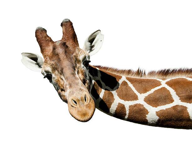 жираф портрет - шея животного стоковые фото и изображения