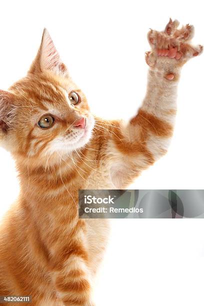 Red Little Cat Stock Photo - Download Image Now - Animal, Animal Body Part, Animal Ear