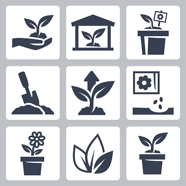 ilustraciones, imágenes clip art, dibujos animados e iconos de stock de vector conjunto de iconos de cultivo de planta - tree growth cultivated sapling