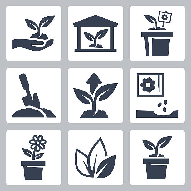 Vector plant growing icons set vector art illustration