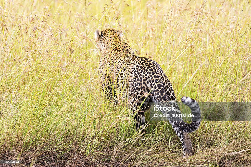 Leopard is going to behind the bushes - Strong Tail [url=http://api.istockphoto.com/search/lightbox/13228538/#620837c] "See more LEOPARD images"

[url=file_closeup?id=44772048][img]/file_thumbview/44772048/1[/img][/url] 
[url=file_closeup?id=44771846][img]/file_thumbview/44771846/1[/img][/url] 
[url=file_closeup?id=34609512][img]/file_thumbview/34609512/1[/img][/url] [url=file_closeup?id=41469830][img]/file_thumbview/41469830/1[/img][/url] [url=file_closeup?id=23245562][img]/file_thumbview/23245562/1[/img][/url] [url=file_closeup?id=34557376][img]/file_thumbview/34557376/1[/img][/url] [url=file_closeup?id=23197865][img]/file_thumbview/23197865/1[/img][/url] [url=file_closeup?id=34559030][img]/file_thumbview/34559030/1[/img][/url] [url=file_closeup?id=38358046][img]/file_thumbview/38358046/1[/img][/url] [url=file_closeup?id=38296070][img]/file_thumbview/38296070/1[/img][/url] [url=file_closeup?id=23477107][img]/file_thumbview/23477107/1[/img][/url] [url=file_closeup?id=23461514][img]/file_thumbview/23461514/1[/img][/url] [url=file_closeup?id=23461588][img]/file_thumbview/23461588/1[/img][/url] [url=file_closeup?id=29290274][img]/file_thumbview/29290274/1[/img][/url] [url=file_closeup?id=23562324][img]/file_thumbview/23562324/1[/img][/url] [url=file_closeup?id=23245578][img]/file_thumbview/23245578/1[/img][/url] [url=file_closeup?id=23230932][img]/file_thumbview/23230932/1[/img][/url] [url=file_closeup?id=23245079][img]/file_thumbview/23245079/1[/img][/url] [url=file_closeup?id=23245512][img]/file_thumbview/23245512/1[/img][/url] [url=file_closeup?id=23245280][img]/file_thumbview/23245280/1[/img][/url] [url=file_closeup?id=33702366][img]/file_thumbview/33702366/1[/img][/url] [url=file_closeup?id=23245110][img]/file_thumbview/23245110/1[/img][/url] [url=file_closeup?id=26281884][img]/file_thumbview/26281884/1[/img][/url] [url=file_closeup?id=23265909][img]/file_thumbview/23265909/1[/img][/url] [url=file_closeup?id=23576283][img]/file_thumbview/23576283/1[/img][/url] Africa Stock Photo