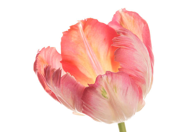 istock beautiful pink tulip on a white background 482063776