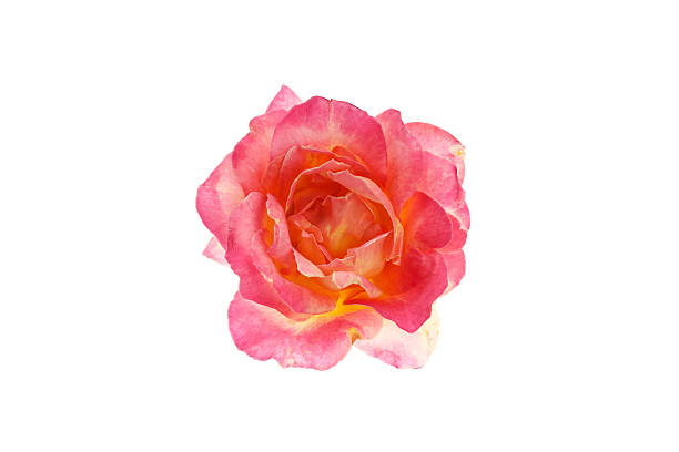 Rose blossom. Closeup of rose in full bloom,isolated on white background. nub stock pictures, royalty-free photos & images