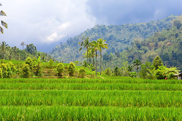 istock Indonesia. Bali. The tropical nature under  storm sky 482064622