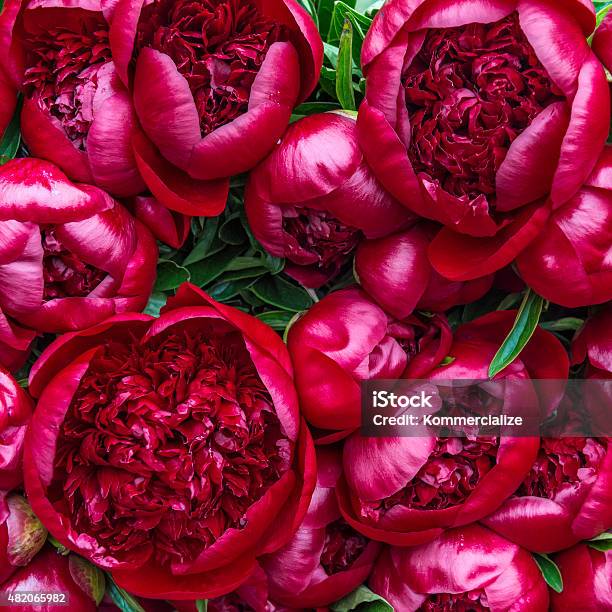 Bright Red Circular Peony Flowers On Display Stock Photo - Download Image Now - Peony, Red, Flower