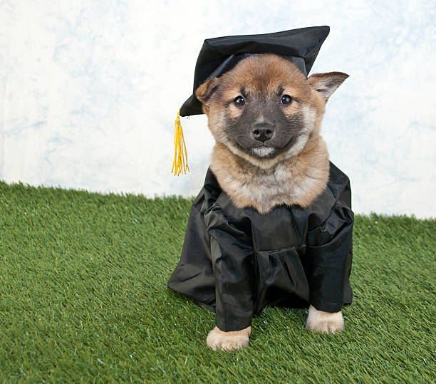 seinem welpen - dog graduation hat school stock-fotos und bilder