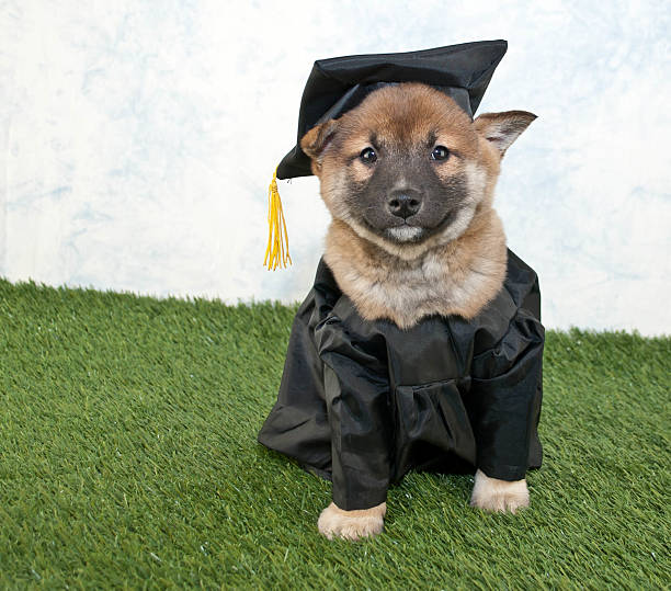 avoir obtenu son diplôme chiot - dog graduation hat school photos et images de collection