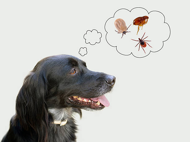 cane prendendo in considerazione i rischi per la salute di tcks, fleas - dog animal pets profile foto e immagini stock