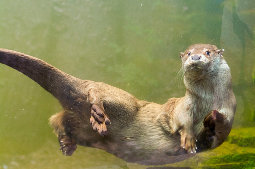 Young European otter (Lutra lutra lutra) is swimming