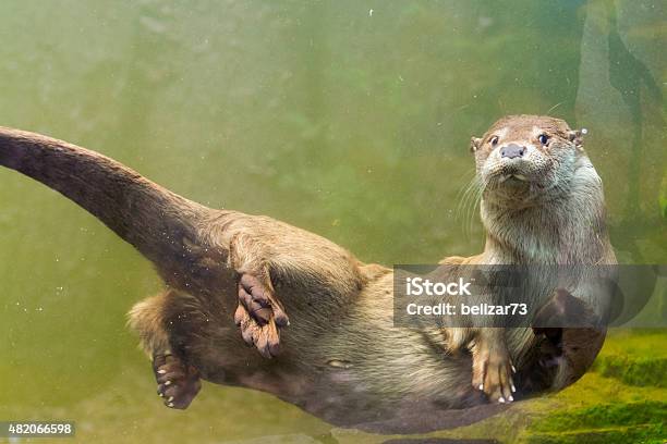 European Otter Stock Photo - Download Image Now - Otter, Swimming, Underwater