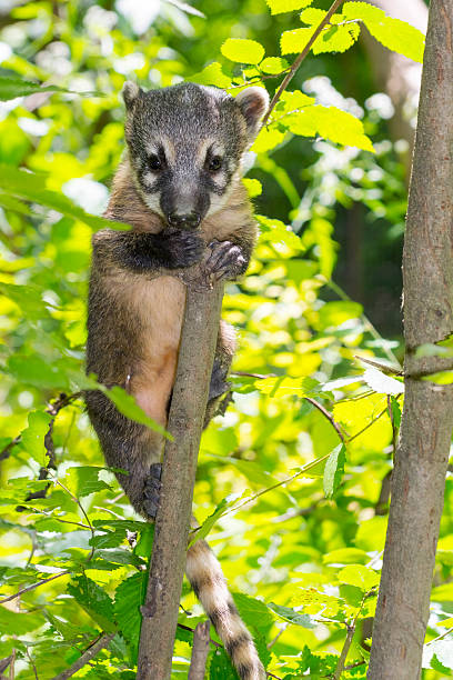 istock South American coati (Nasua nasua) baby 482066634