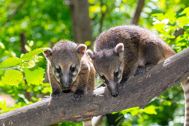 istock South American coati (Nasua nasua) baby 482066638