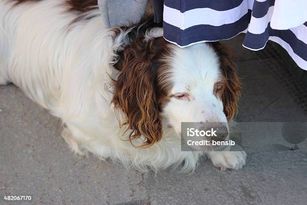 White Dog Lying Under The Table Stock Photo - Download Image Now - 2015, Animal, Animal Body Part