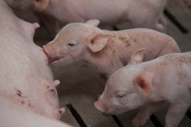 istock Momma pig feeding hungry little piglets 482067274