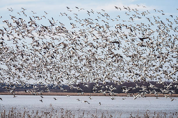 istock Flock of Swirling Snow Geese (Chen caerulescens) 482067571