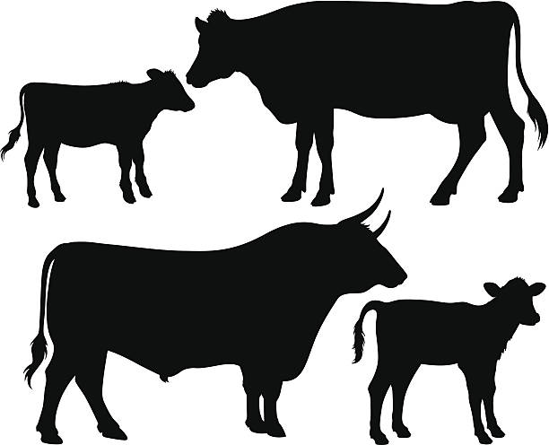 vector silhouettes of a bull, a cow and a calf Quality black and white vector silhouettes of a bull, a cow and a calf farm clipart stock illustrations