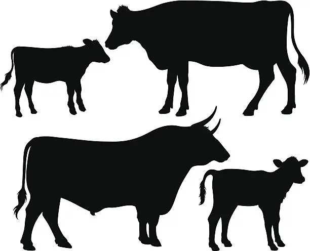 Vector illustration of vector silhouettes of a bull, a cow and a calf