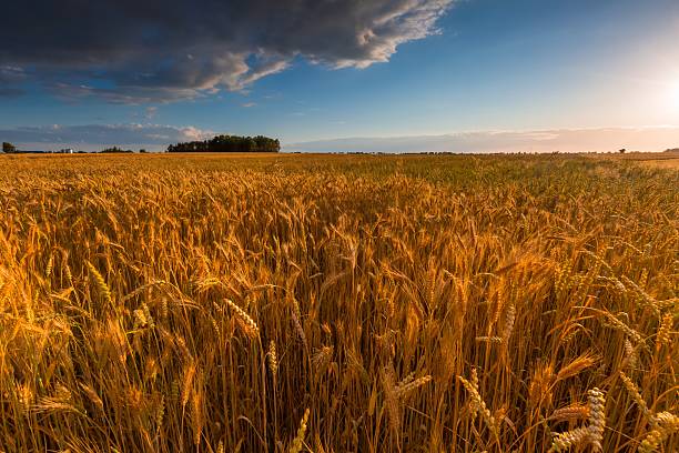 istock Sunset over cereal field with grown up ears 482068186