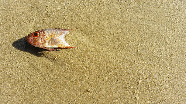 shark washed up on UK beach  - Pembrey, Wales