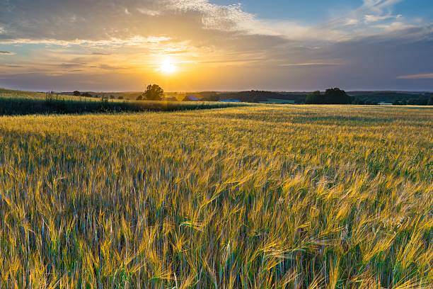 istock Sunset over cereal field with grown up ears 482068412