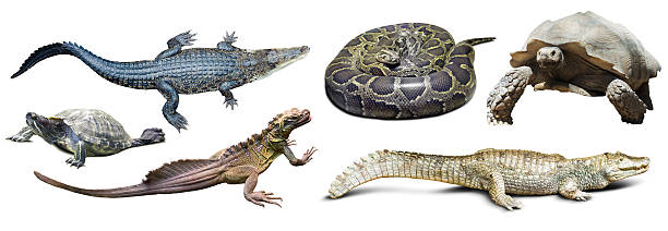 istock set of several reptilian 482068532