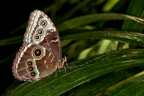 Butterfly on the leaf