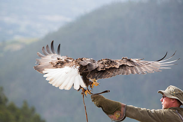 Otavalo, Ecuador - March 1, 2015: Flying American Bald Eagle landing on the glove of his trainer at an outdoor bird sanctuary near Otavalo, Ecuador 2015.