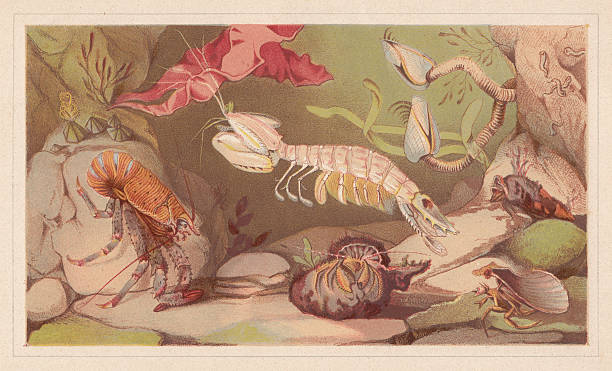 skorupiaki, litografia, opublikowana w 1868 - barnacle stock illustrations
