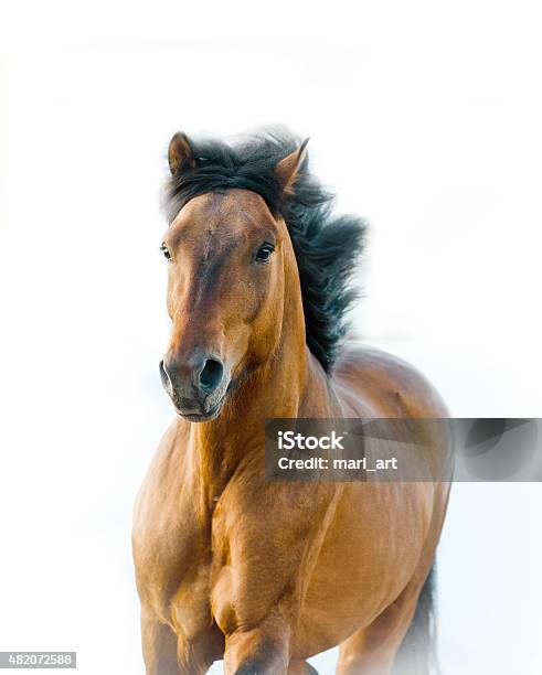 Stallion On A White Stock Photo - Download Image Now - 2015, Activity, Animal