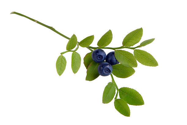 istock Sprig of blueberries 482072860