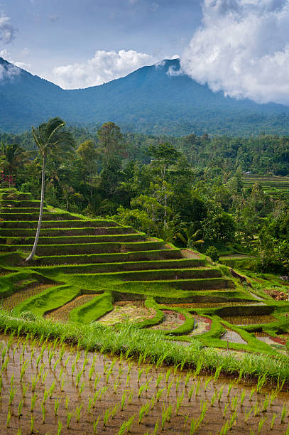Bali Rice Terraces The beautiful and dramatic rice fields of Jatiluwih in southeast Bali have been designated the prestigious UNESCO world heritage site. A truly inspirational landscape. jatiluwih rice terraces stock pictures, royalty-free photos & images