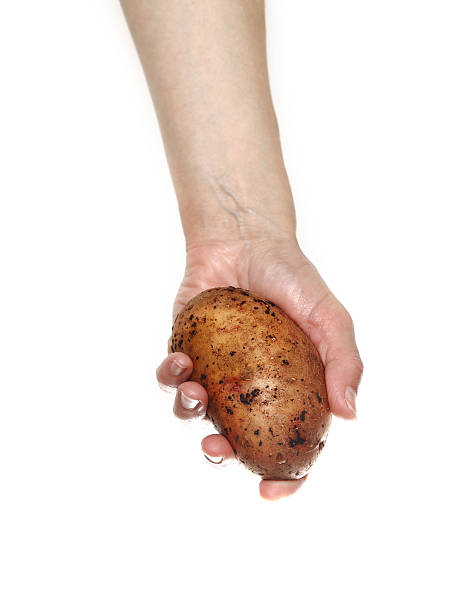 istock Woman`s hands holding potato isolated on white background 482073506
