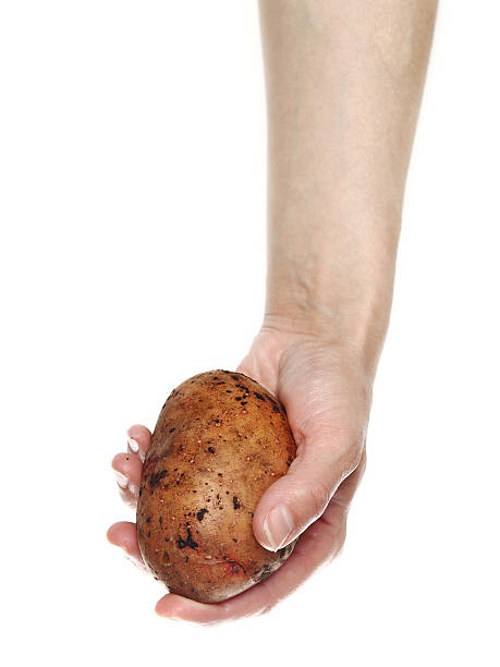 istock Woman`s hand holding potato isolated on white background 482073508