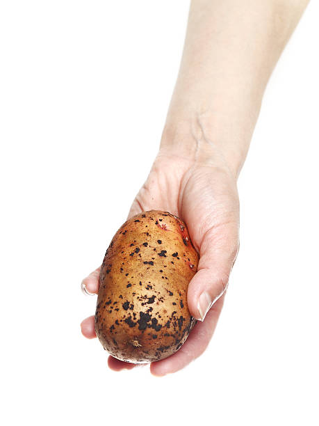 istock Woman`s hand holding potato isolated on white background 482073514
