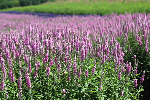 Pictured flower garden of speedwell in Japan.