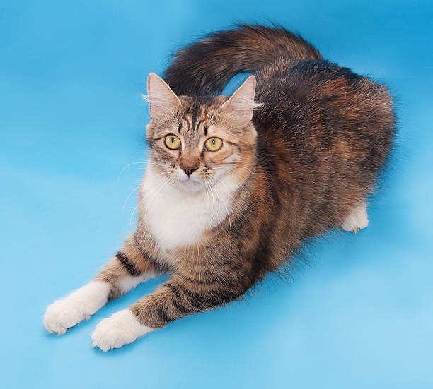 istock Tricolor cat lies 482075463