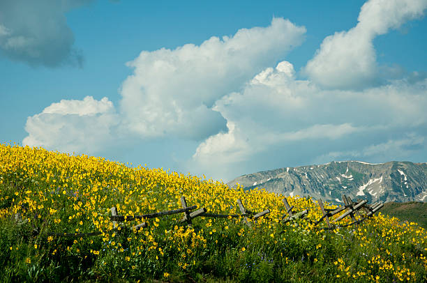 istock Wildflowers of Crested Butte, Colorado 482075615
