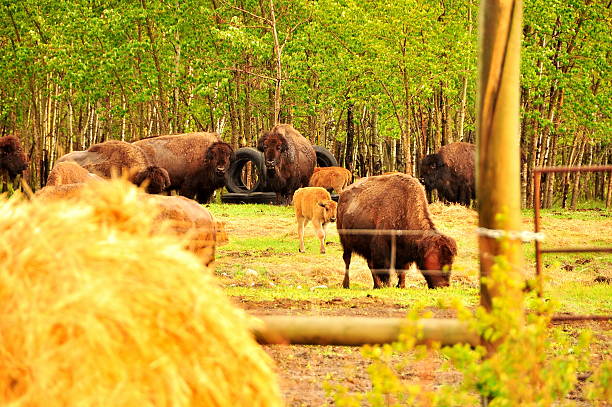 Bison in the canadian prairies