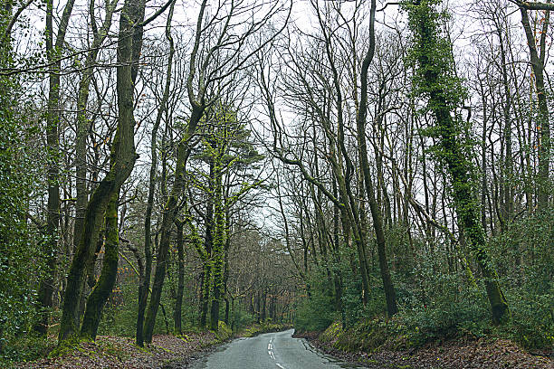 istock road in forest near Guildford, UK 482076977