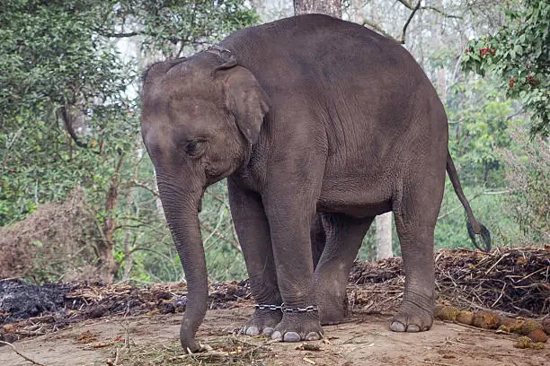 Chained baby elephant - Chitwan national park - Nepal