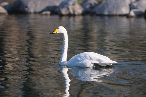 istock Tundra swan on a lake in Montana 482077595