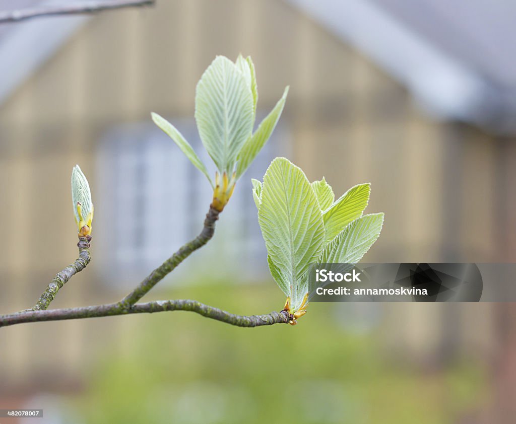 Leaves In Spring First Leaves On A Tree In Spring Stock Photo - Download Image Now ...