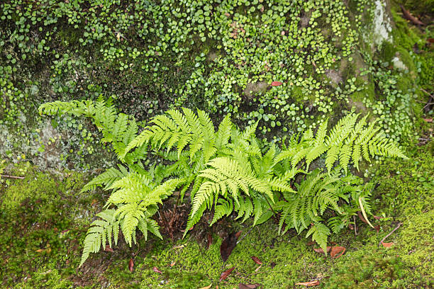 istock moss and fern fronds 482078498