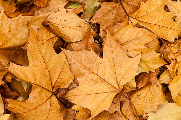 istock autumnal yellow leaves 482078699