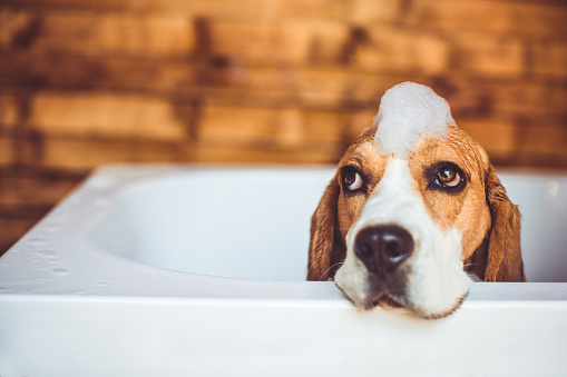 Beagle dog covered in foam trying to escape the bathtub, while having a bath